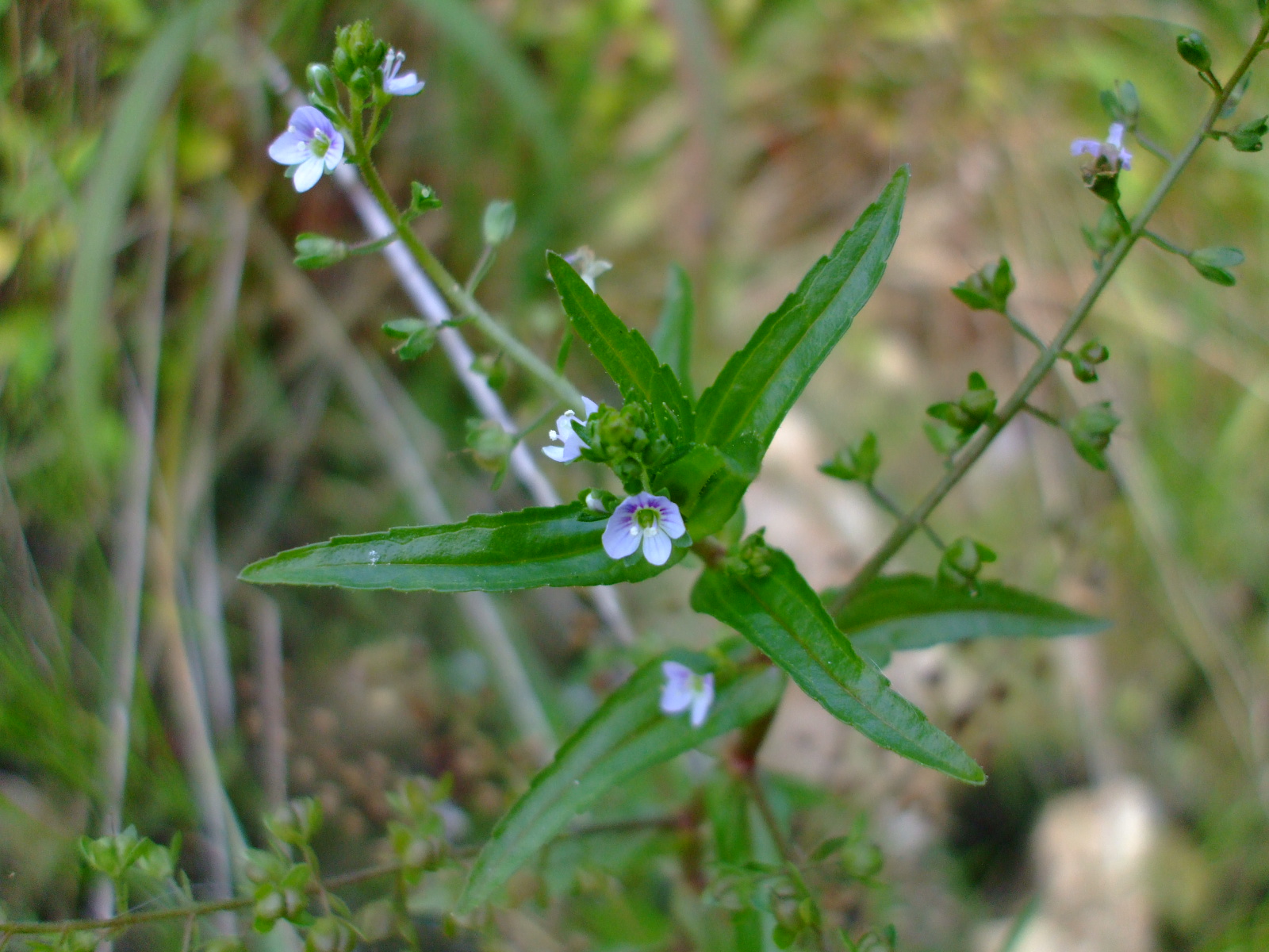 Veronica anagallis-aquatica